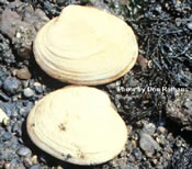 Butter Clams